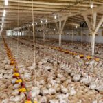 case study - otimização de sistemas energéticos - eficiência da avicultura